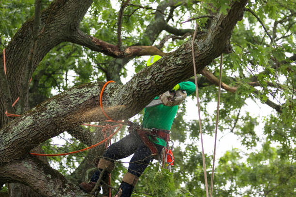 Elwood, NY Tree Care Company