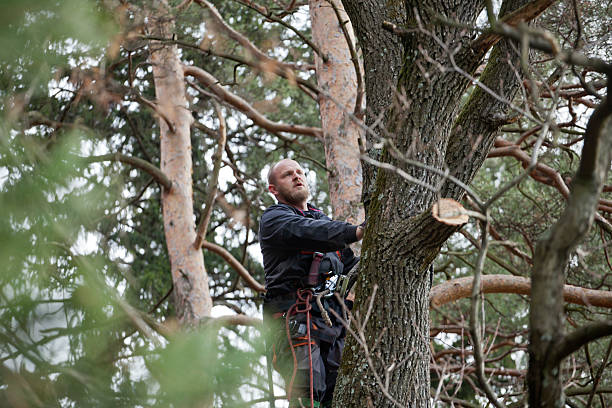 How Our Tree Care Process Works  in  Elwood, NY