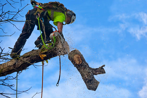 Tree and Shrub Care in Elwood, NY